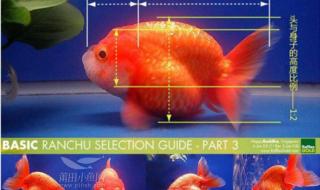 如何辨认金鱼的公和母 金鱼怎么分公母